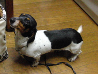 愛犬写真館 肥薩警察犬訓練所